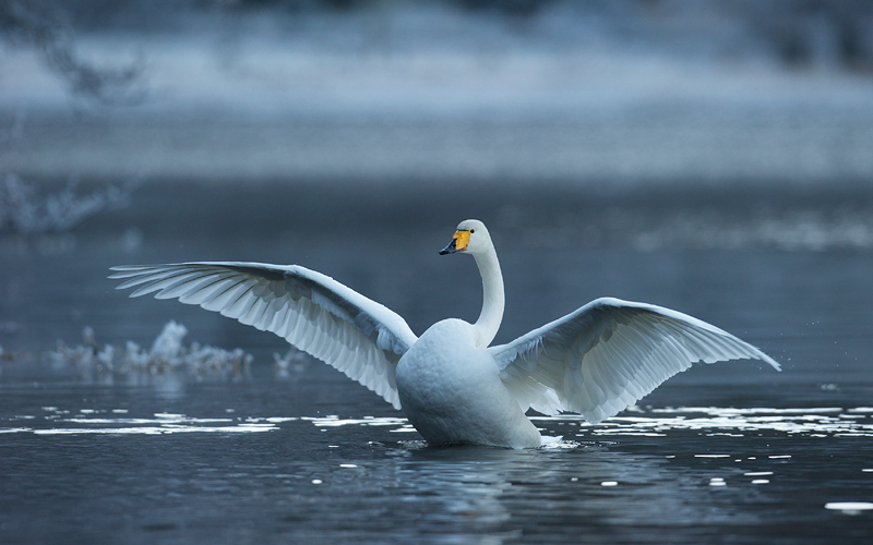 Sangsvane - Whopper swan (Cygnus cygnus) ad.jpg